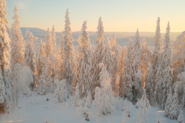 亚马逊账号注册用什么软件？可以用roxy浏览器来注册店铺吗？